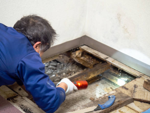 Best Local Mold Removal Service  in Toast, NC