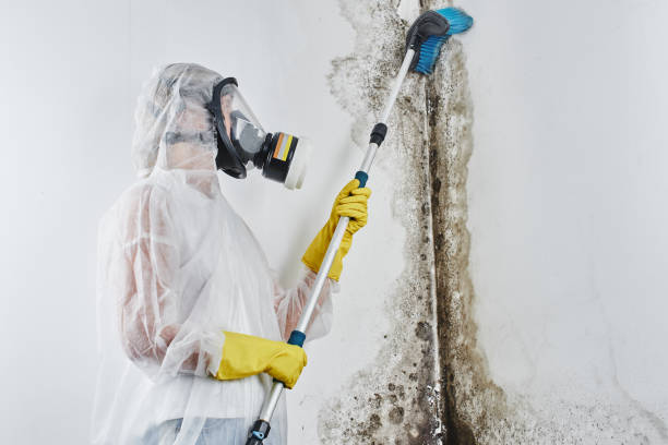 Attic Mold Removal in Toast, NC