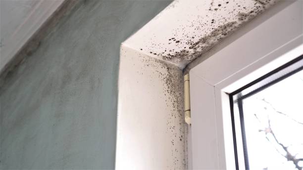 Best Emergency Mold Removal  in Toast, NC