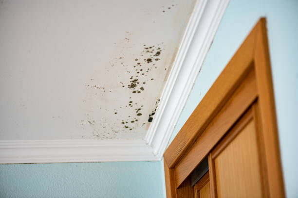 Best Black Mold Removal  in Toast, NC