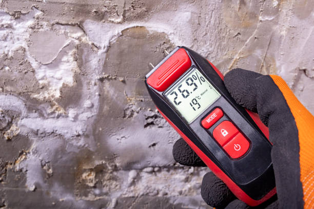 Best Best Mold Removal Companies  in Toast, NC