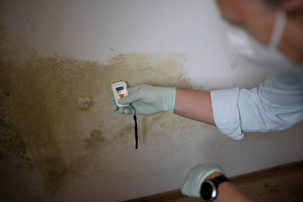 Trusted Toast, NC Mold Removal Experts