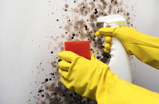 Best Mold Remediation  in Toast, NC